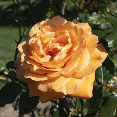 Arborose Tangerine Skies - Star Roses