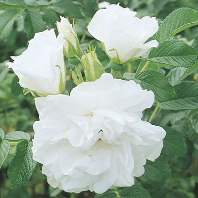 blanc-double-de-coubert-rugosa-weeks-roses Blanc Double De Coubert Rugosa Weeks Roses