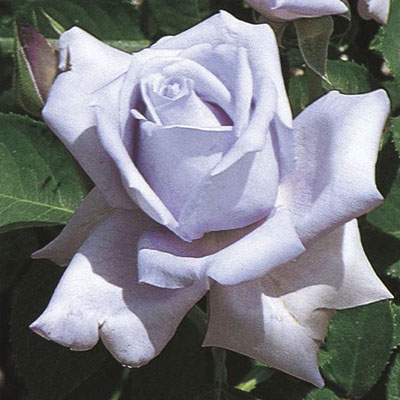 blue-girl-hybrid-tea-weeks-roses Blue Girl Hybrid Tea Weeks Roses