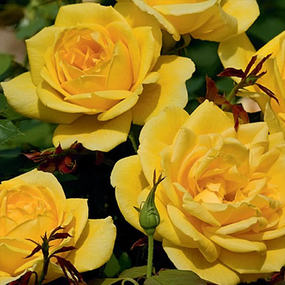 ch-ching-grandiflora-weeks-roses Ch-Ching Grandiflora Weeks Roses