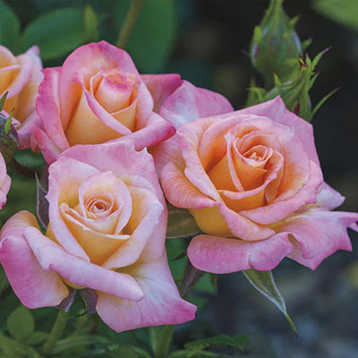 cutie-pie-polyantha-weeks-roses Cutie Pie Polyantha Weeks Roses