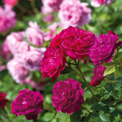 darcy-bussell-tree-david-austin-roses Darcy Bussell David Austin Tree Roses