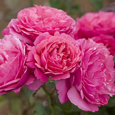 Dee-Lish Blooms - Star Roses