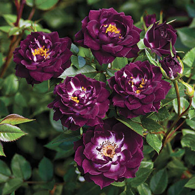 diamond-eyes-polyantha-weeks-roses Diamond Eyes Polyantha Weeks Roses