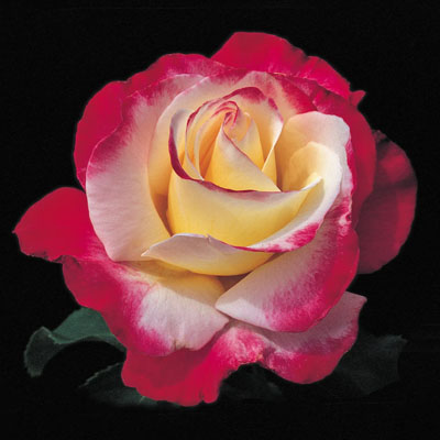 double-delight-hybrid-tea-roses Double Delight Hybrid Tea Roses
