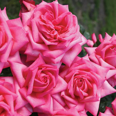 Eleganza Wedding Bells - Star Roses