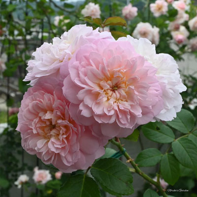 elizabeth-david-austin-roses-shrub Elizabeth David Austin Shrub Roses