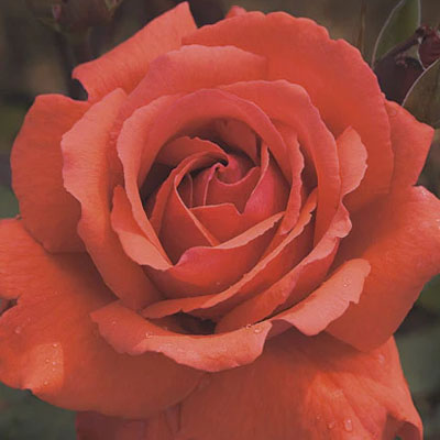 fragrant-cloud-hybrid-tea-weeks-roses Fragrant Cloud Hybrid Tea Weeks Roses