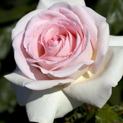 Francis Meilland - Star Roses