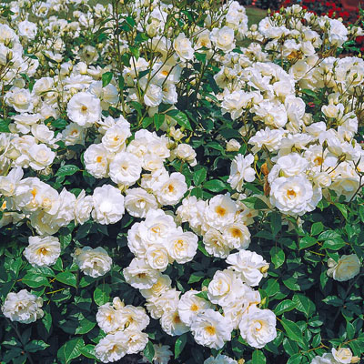 iceberg-climber-weeks-roses Iceberg Climber Weeks Roses