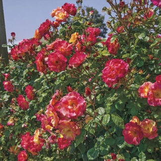 Weeks Bare Root Roses | Bauman's Farm & Garden