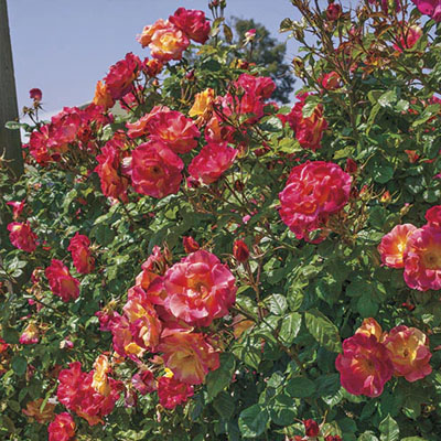 josephs-coat-climber-weeks-roses Joseph's Coat Clumber Weeks Roses