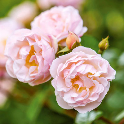 lady-of-the-lake-rambler-david-austin-roses Lady of the lake Rambler David Austin Roses