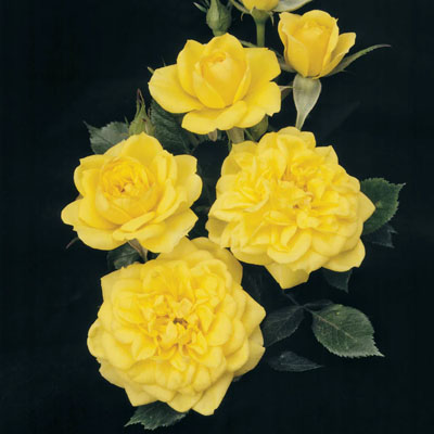 lemon-drop-polyantha-weeks-roses Lemon Drop Polynantha Weeks Roses