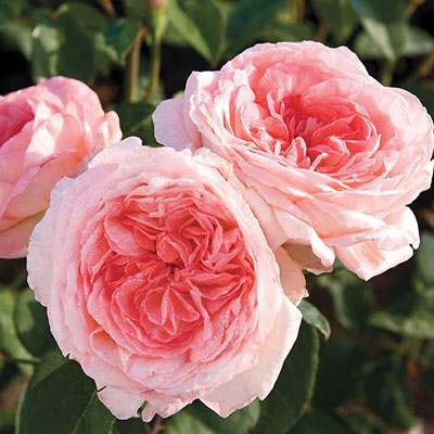 Liv Tyler Star Roses