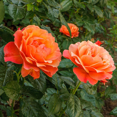 livin-easy-floribunda-weeks-roses Livin' Easy Floribunda Weeks Roses