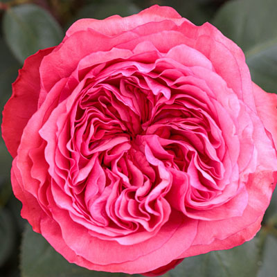 Loves Me Loves Me Not Star Roses