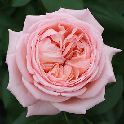 Martha Stewart Star Roses