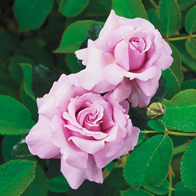 memorial-day-hybrid-tea-weeks-roses Memorial Day Hybrid Tea Weeks Roses