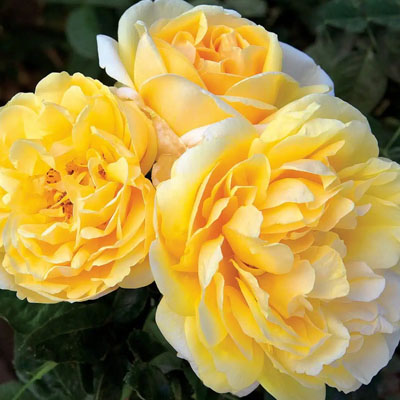 Michelangelo Star Roses