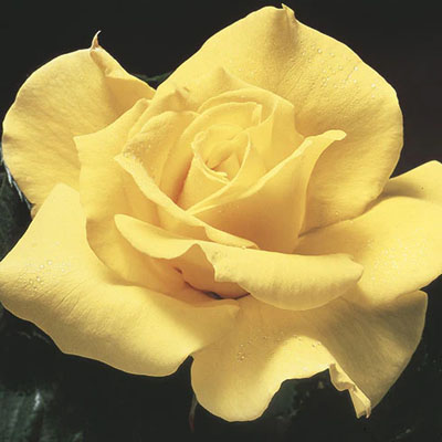 midas-touch-hybrid-tea-weeks-roses Midas Touch Hybrid Tea Weeks Roses