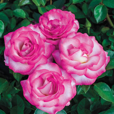 miss-congeniality-grandiflora-weeks-roses Miss Congeniality Grandiflora Weeks Roses