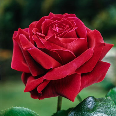 mister-lincoln-hybrid-tea-weeks-roses Mister Lincoln Hybrid Tea Weeks Roses