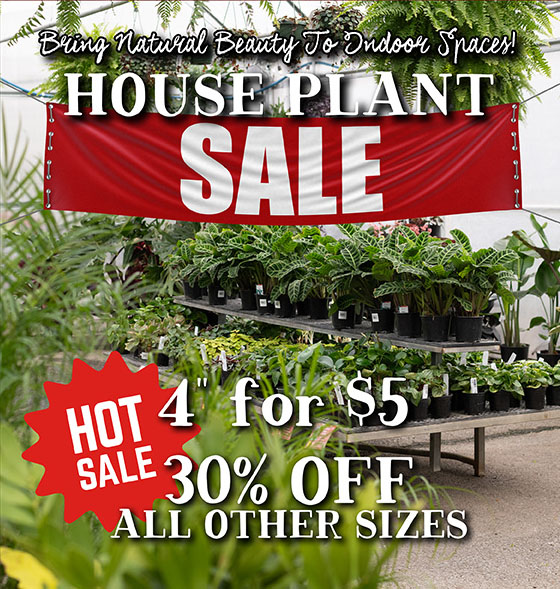 House Plant Sale
