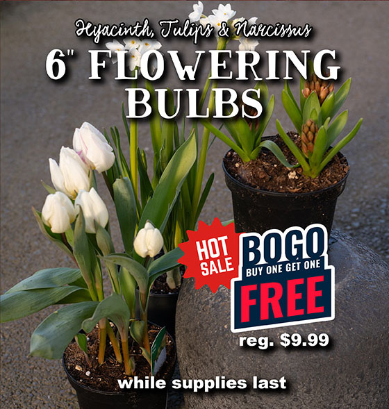 Flowering Tulip Bulbs