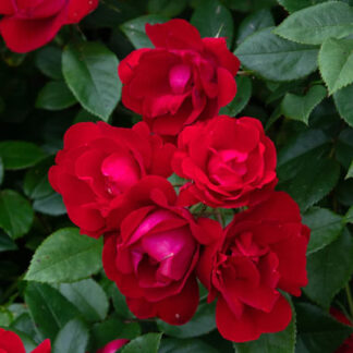 Weeks Bare Root Roses | Bauman's Farm & Garden