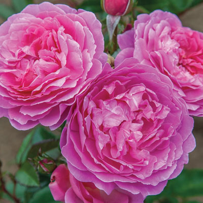 orchid-romance-star-roses Orchid Romance Star Roses