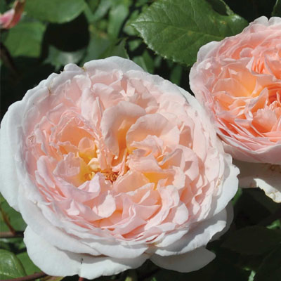 Parfuma Bliss Star Roses