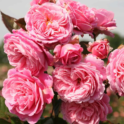 Parfuma Summer Romance Star Roses