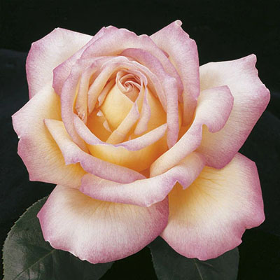 peace-hybrid-tea-weeks-roses Peace Hybrid Tea Weeks Roses