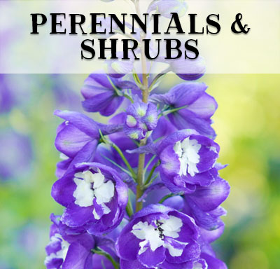 perennials-shrubs-baumans-oregon Buy Perennials & Shrubs at Bauman's Farm & Garden in Oregon