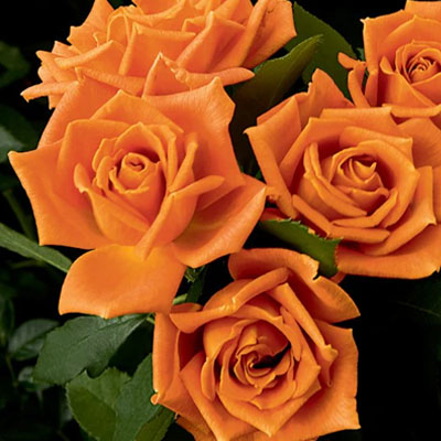 pumpkin-patch-floribunda-weeks-roses Pumpkin Patch Floribunda Weeks Roses