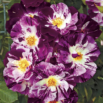 purple-splash-climber-weeks-roses Purple Splash Climber Weeks Roses