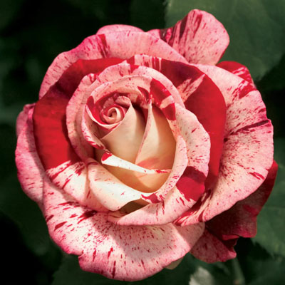 rock-roll-grandiflora-weeks-roses Rock & Roll Grandiflora Weeks Roses