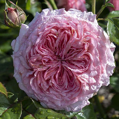 Romantica Ball Gown Star Roses