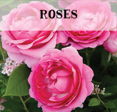 roses-oregon-buy Buy Roses in Oregon