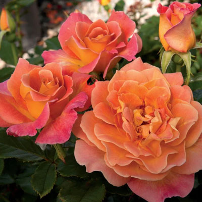 rosie-the-riveter-floribunda-weeks-roses Rosie the Riveter Floribunda Weeks Roses