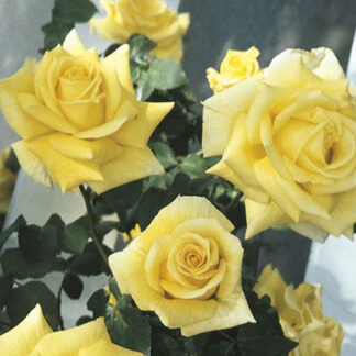Weekly Roses Weeks Bare Root Roses | Bauman's Farm & Garden