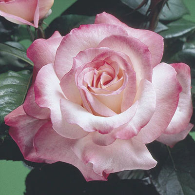 secret-hybrid-tea-weeks-roses Secret Hybrid Tea Weeks Roses