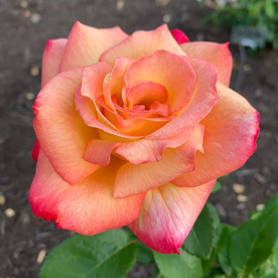 sheilas-perfume-floribunda-weeks-roses Sheila's Perfume Floribunda Weeks Roses