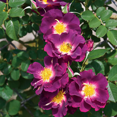 stormy-weather-climber-weeks-roses Stormy Weather Climber Weeks Roses