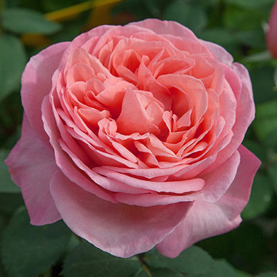 Sweet Mademoiselle Blooms Star Roses