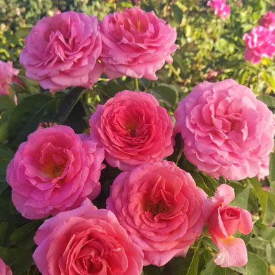 time-after-time-hybrid-tea-weeks-roses Time After time Hybrid Tea Weeks Roses