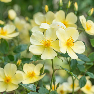 tottering-by-gently-david-austin-roses-shrub Tottering by Gently David Austin Shrub Roses