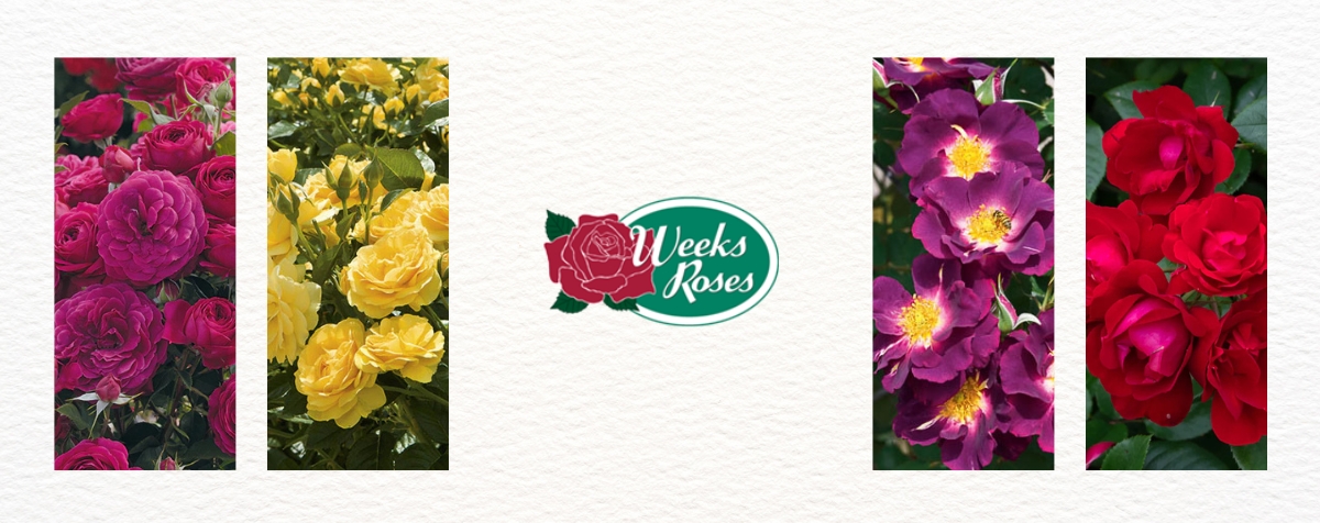weeks-roses-for-sale-oregon Weeks Roses for Sale in Oregon