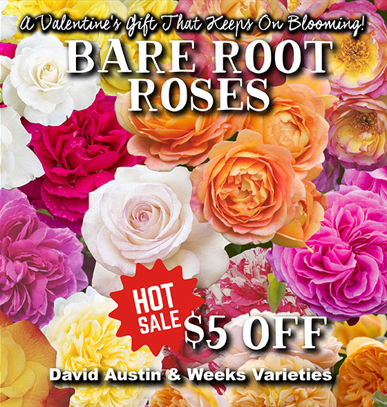 Bare Root Roses